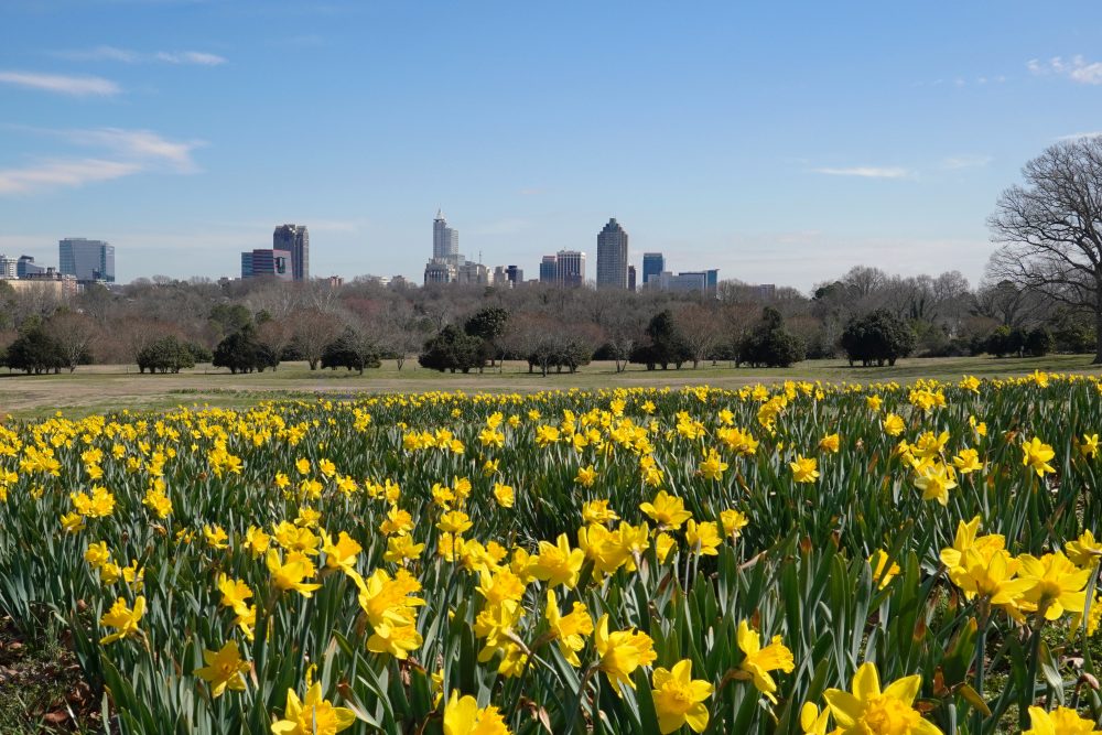 summer in Raleigh